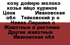 козу дойную молоко козье яйцо куриное › Цена ­ 5 000 - Ивановская обл., Тейковский р-н, Новое Леушино с. Животные и растения » Другие животные   . Ивановская обл.